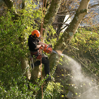 Tree Removal in Youngstown