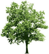 Pin Oak Tree graphic