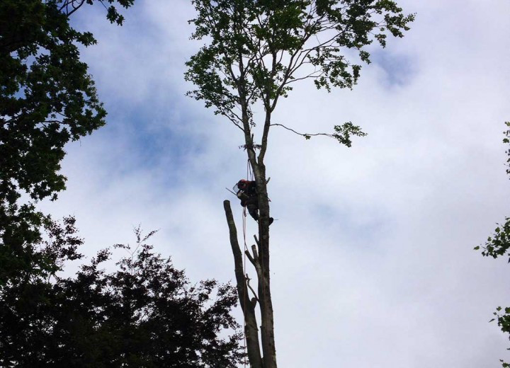 Youngstown Tree Service, Youngstown OH