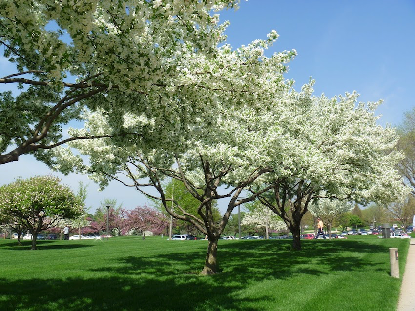 Youngstown Tree Service Cherry Trees